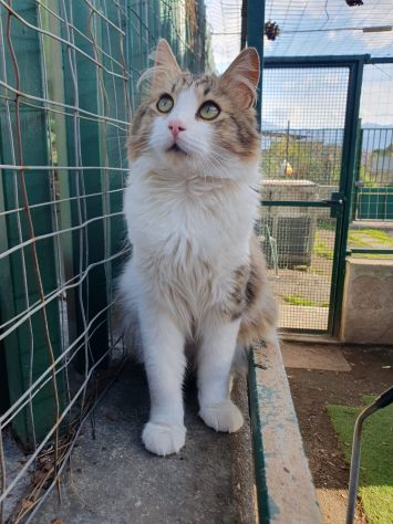 regalo gatto simil norvegese - Foto 2