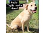 Cagnolini in adozione: RINGO ROMOLA BELLA FREDDY PABLO MONDO