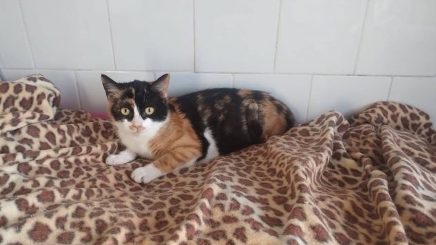 Olimpia gattina - Foto 3