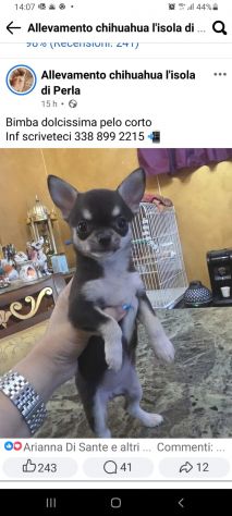 Chihuahua - Foto 2