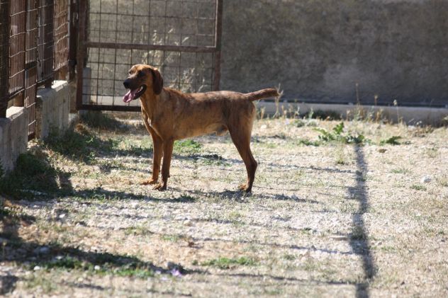 Stupendo segugio 2 anni merita una vita fuori dalla gabbia - Foto 2