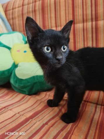 Kata, gattina sfortunata prossima alla scadenza... - Foto 6