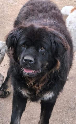 BLACKY DONIAMOGLI LA SUA OCCASIONE CANE IN ADOZIONE