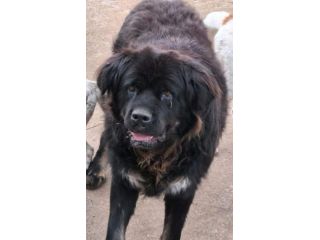 BLACKY DONIAMOGLI LA SUA OCCASIONE CANE IN ADOZIONE