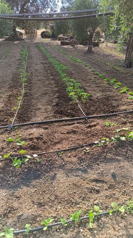 Giardinaggio e manutenzione del verde