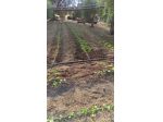 Giardinaggio e manutenzione del verde