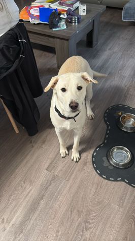 GIGI, 1 ANNO (25/04/25), ADOTTATO MESI FA E RIPORTATO IN CANILE SENZA SCRUPOLI - Foto 4