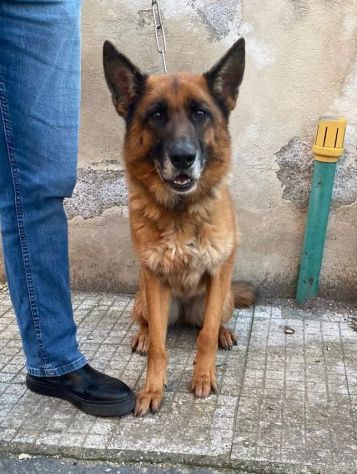 Pastore Tedesco femmina 5anni e 1/2 educata rimasta sola.MESSINA - Foto 2