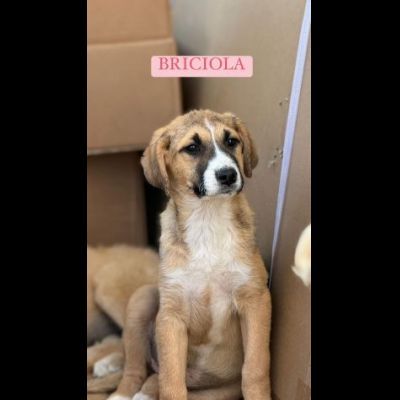 CUCCIOLI IN ADOZIONE - Foto 5