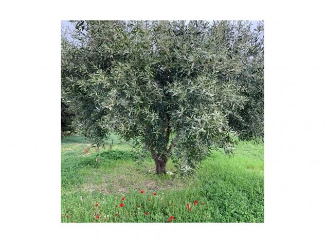 Terreno agricolo in vendita a Monterappoli - Empoli 10000 mq Rif: 1355708 - Foto 2