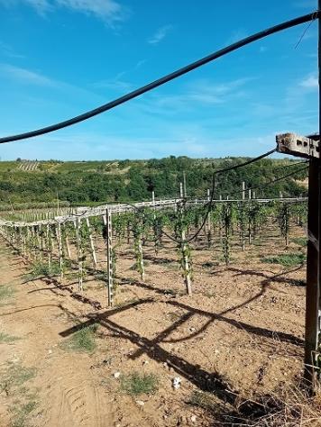 Agricolo in vendita a Tollo - Foto 2