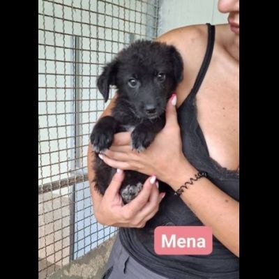 TANO, TURI, CETTA, MENA CUCCIOLI IN ADOZIONE - Foto 4