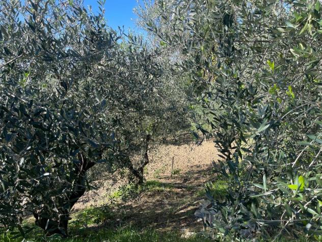 Annesso agricolo in vendita a Capannoli 127 mq Rif: 1349924 - Foto 6