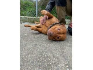 EMMER UNA NUOVA VITA, CANE IN ADOZIONE