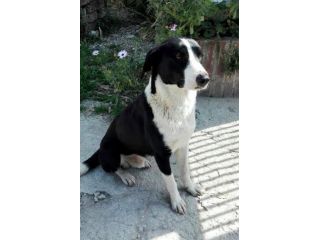RINGO, stupendo cagnolino dagli occhi ambrati