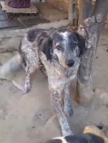 Yali 5anni, mix Setter,3anni in 1lager..salito mesi fa prov PV - Foto 2