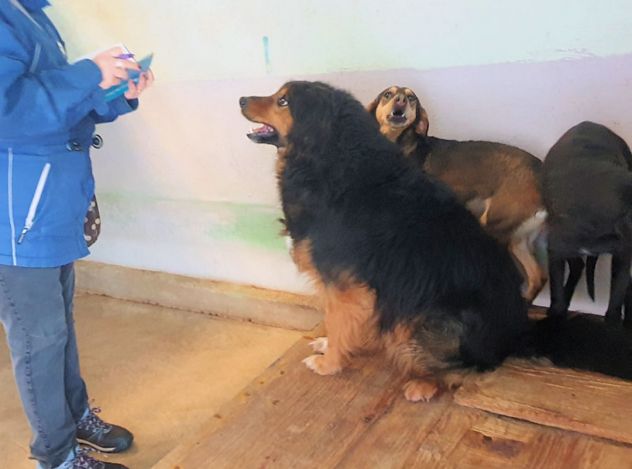 CANE IN ADOZIONE: ARDIAN, simil bernese - Foto 7
