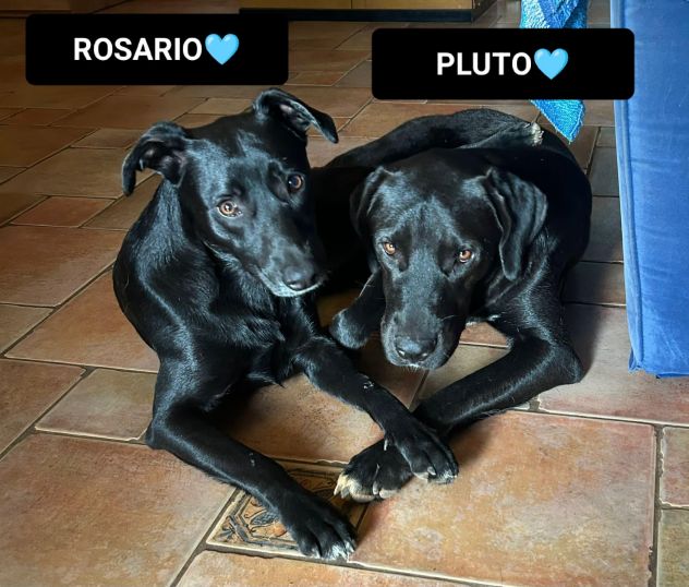 PLUTO, 2 ANNI, ROSARIO, 11 MESI, TAGLIA MEDIO CONTENUTA CERCANO CASA! - Foto 5