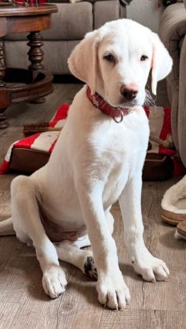 Femmina 4mesi mix Maremmana/spinoncina SOS CASA CAGLIARI - Foto 2