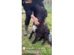 ADOTTA L' ALLEGRIA CAGNOLINO IN ADOZIONE
