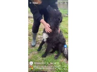 ADOTTA L' ALLEGRIA CAGNOLINO IN ADOZIONE