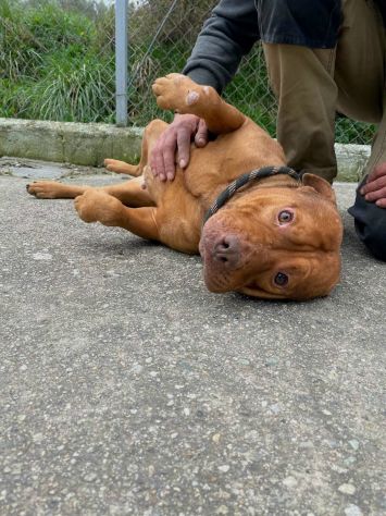 EMMER UNA NUOVA VITA, CANE IN ADOZIONE - Foto 10