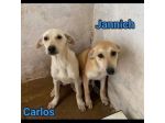 JANNICH E CARLOS CUCCIOLI IN ADOZIONE