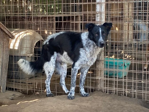 TOTÒ ADORABILE CERCA CASA, CANE IN ADOZIONE - Foto 9