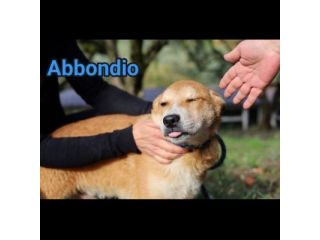 RODRIGO E ABBONDIO CUCCIOLI IN ADOZIONE