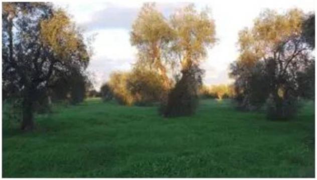 Immobile in asta di 75542 m² in vendita a Bitonto - Foto 4
