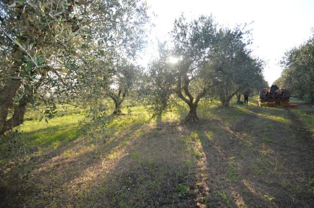 Seminativo in vendita a Grosseto - Foto 15