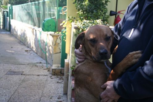 LINDA, labrador speciale - Foto 4