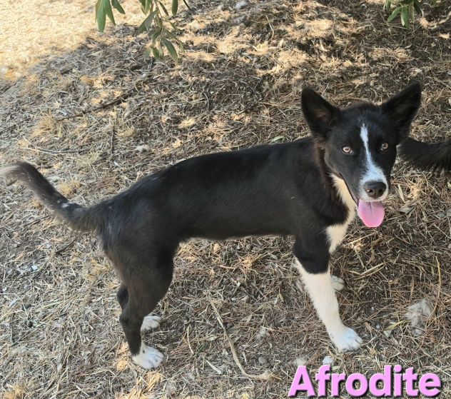 AFRODITE - Foto 7