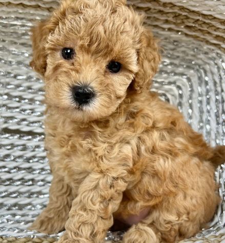 BARBONCINI E BARBONCINE DISPONIBILI – CUCCIOLI DI 3–4 MESI - Foto 2