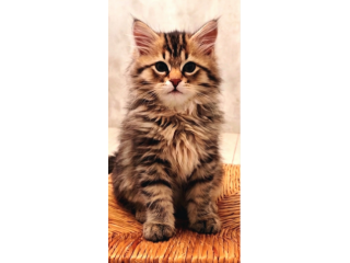 Gattini Siberiano cercano famiglia