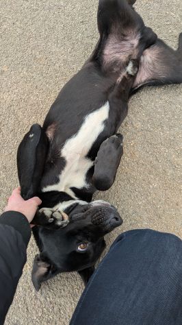 Giovane simil-Amstaff in cerca di famiglia - Foto 4