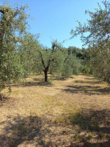 Terreno agricolo in vendita a Peccioli 21000 mq Rif: 1408228 - Foto 2