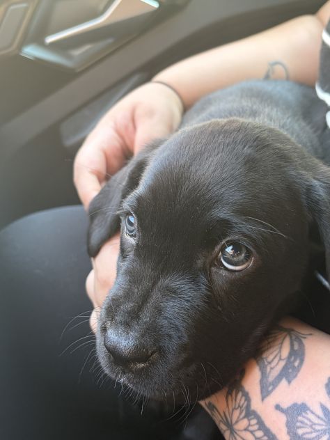 cuccioli cane corso femmine
