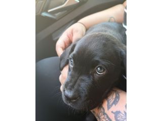 cuccioli cane corso femmine