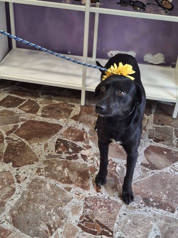 Luna - Foto 3