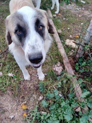 LUCA quanta solitudine!2anni - 40kg - Foto 5
