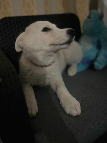 Regalo meravigliosi cuccioli incrocio husky - Foto 6