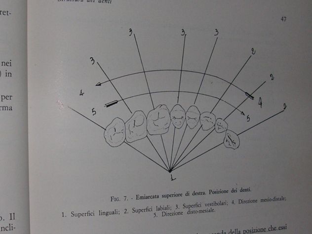 BIOMECCANICA MASTICATORIA - Foto 5