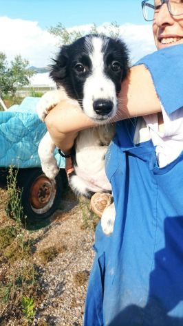 Golia cucciolo mix pastore australiano border collie - Foto 2