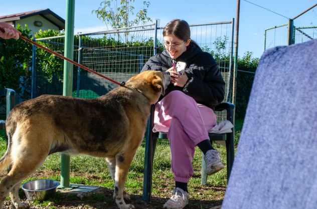 THEO, 7 ANNI, IL SUO PROPRIETARIO HA UNA BRUTTA MALATTIA E LUI CERCA CASA!! - Foto 8