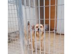 Margot, stupenda mix shar pei in adozione