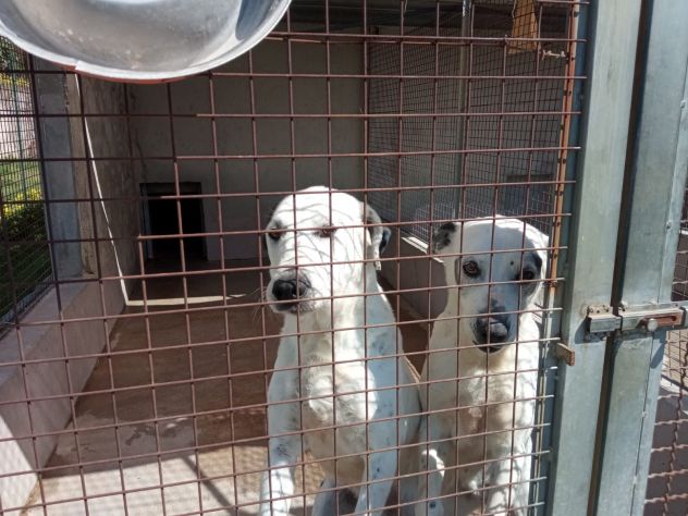 MACCHIA 11 ANNI E ZORRO 10 ANNI SONO IN CANILE DA 8 ANNI - Foto 2