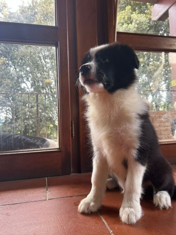 Vendesi Border collie di alta genealogia - Foto 7