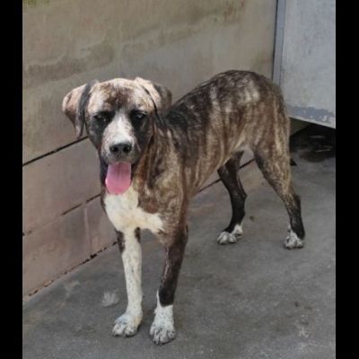 ZENO SOCIEVOLE E COCCOLONE CANE IN ADOZIONE - Foto 6