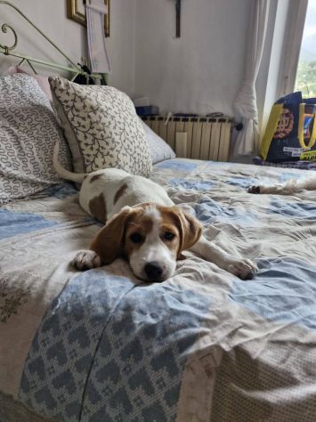 Daisy cucciola - Foto 3